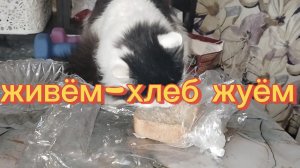 ЖИВЁМ-ХЛЕБ ЖУЁМ.Отдохните от дрязг.