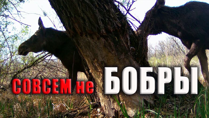 Снимал БОБРОВ, а пришли ЛОСИ, ФОТОЛОВУШКА в лесу