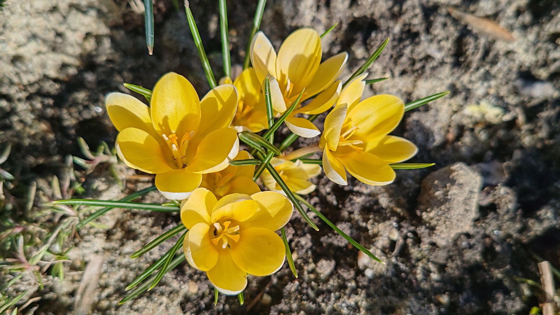 25.02-01.03.26. Белим и обрабатываем сад. Рассадила клубнику. На рынке. Лебедь.