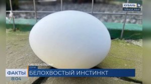 В Сочинском РГО спасенные из заброшенного сафари-парка орланы отложили яйца