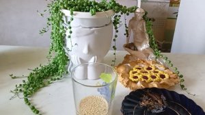 Взойдут даже старые семена,посев перца