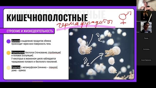 Кишечнополостные. Плоские черви часть 1