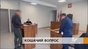 Сегодня в Набережночелнинском суде состоялось очередное заседание по делу любительницы кошек