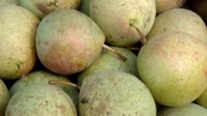 Урожай Груши Просто Мария