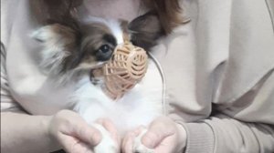 Применяем Джесе намордник