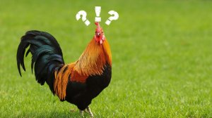 Упражнение "Золотой петух стоит на одной ноге"