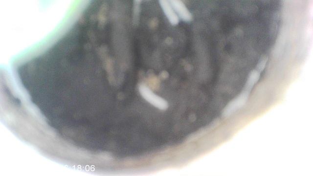 Обзор кабачка, посаженного семенем в январе 2026. Сорт "Чёрный красавец"