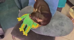 Маленькие поздравления Зайкина, игрушка ему понравилась.