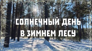 Солнечный день в зимнем лесу