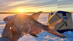 Лучшая Зимняя Рыбалка. Мороз и Солнце День Чудесный. Ловим Много Рыбы Онлайн Рыбалка