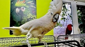 КОШМАР! ЧТО ДЕЛАЕТСЯ! Рита вышла из вольера, Кира ее приревновала к Кеше, а Кеша в шоке!!!