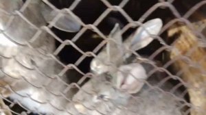 Хозяйство/Животные/Пришла весна.