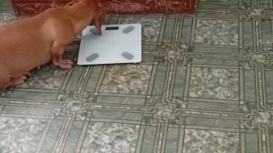 1000014523.mp4  Без видео собаки не оставят