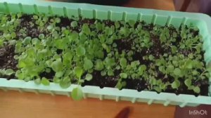 Пикирование рассады петунии.