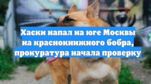 Хаски напал на юге Москвы на краснокнижного бобра, прокуратура начала проверку