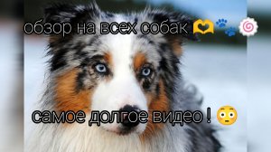 обзор на всех моих собак 🫶🐾