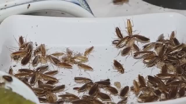 Как избавиться от тараканов в нехорошей квартире? Добролов на НТВ в борьбе с тараканами