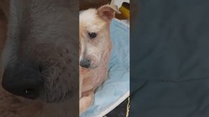 Кого-то интересует здоровье Снежка, а кого-то его определенные места