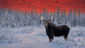 Зимний лес и лоси