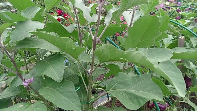 БАКЛАЖАНЫ В АВГУСТЕ 2025 ГОДА.