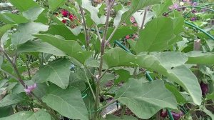 БАКЛАЖАНЫ В АВГУСТЕ 2025 ГОДА.