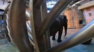 Педикюр слонихи Капри в Московском зоопарке. Очень интересный процесс.