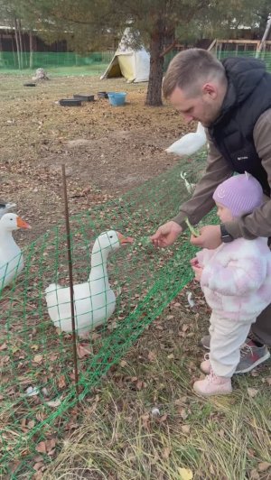 Ева приехала на ферму «Тундра парк» кормить животных