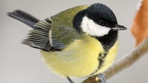 Пение птиц//в лесу//отдыхайте