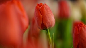 В канун Международного женского дня корпуса НИУ «БелГУ» украсили тюльпанами и гортензиями