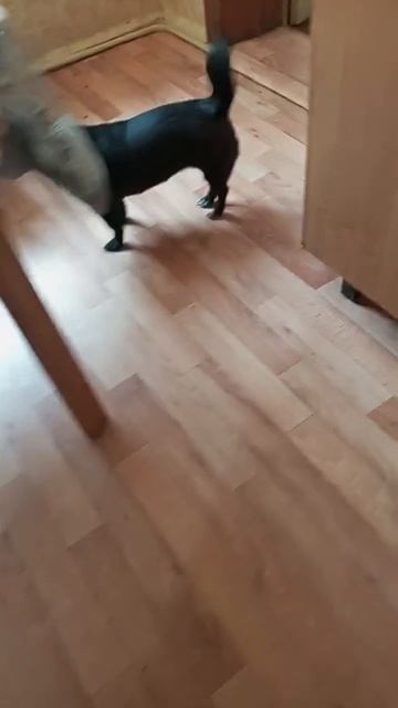 "Вдруг что не так пойдет?"- подумал Васька кот , включая задний ход