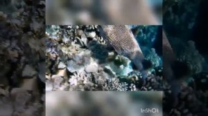 MOV_20260224_191747_005.mp4