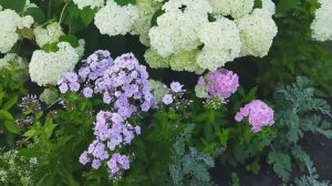 Июль. Новые краски в саду. 10.07.25