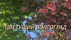 Волгоград в апреле. Цветущие сакуры, церсис в ЦПКиО✅