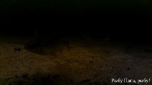 Рыбалка. Подводная сьемка на глубине 5 метров
