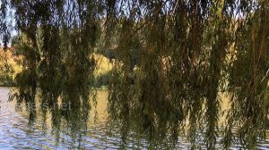 351.=ВЕРБА НАД РЕКОЙ=. Сл. А. Зенцов, муз. В. Лашевский, исп. В. Красницкая.