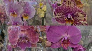 Предпраздничный привоз орхидей!Ашан и Оби Санкт-Петербург!