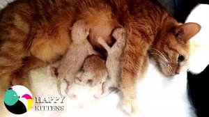 Мама-кошка кормит котят