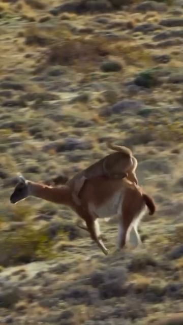 Вид сверху всегда лучше. Охота леопарда