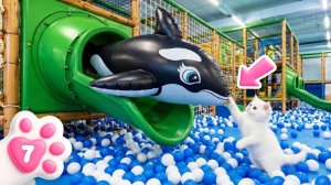 Котенок Кефир спасает косатку на горке! Теперь у него дома появился новый морской друг