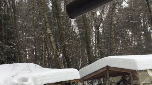 Мы с лесом машем вам