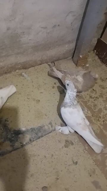 Двухчубые Помозова Сергея