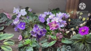 Обзор цветущих фиалок в марте 2026