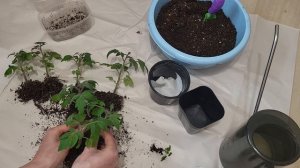 Пикирую томаты