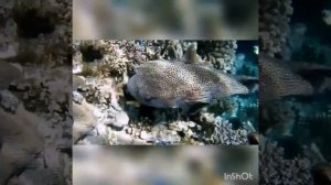 MOV_20260224_191750_277.mp4