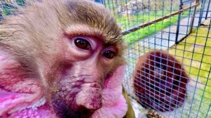 Манечка пришла в гости к орангутану Дане,но общаться НА ОТРЕЗ ОТКАЗАЛАСЬ)))