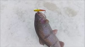 Форель отзывается на все виды приманок. Спорт-зона. Клёвое место Лосиный остров.