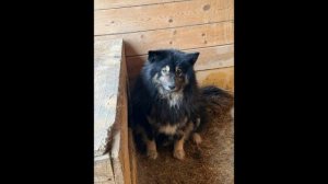 Они отчаянно ждут своего человека 😕😥