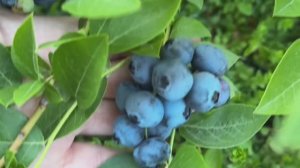 Голубика лучших сортов в оцинкованных грядках