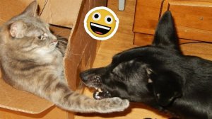 Смешные и забавные животные 😻😺 Лучшие приколы с животными 🐶 Подборка забавных животных