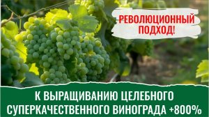 Революционный подход к выращиванию целебного суперкачественного винограда